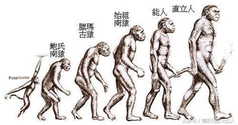 能人意思|能人(H.habilis)匠人(H.ergaster)直立人(H.erectus)到底是什么关。